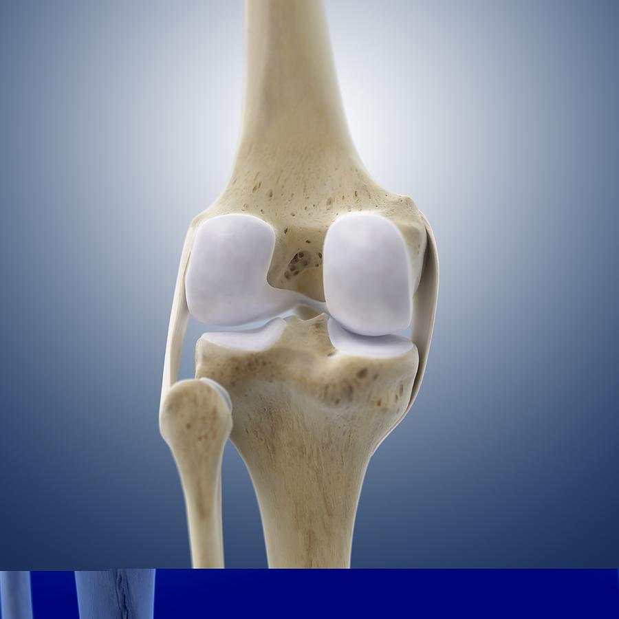 Collateral knee ligaments, artwork Photograph by Science Photo Library ...