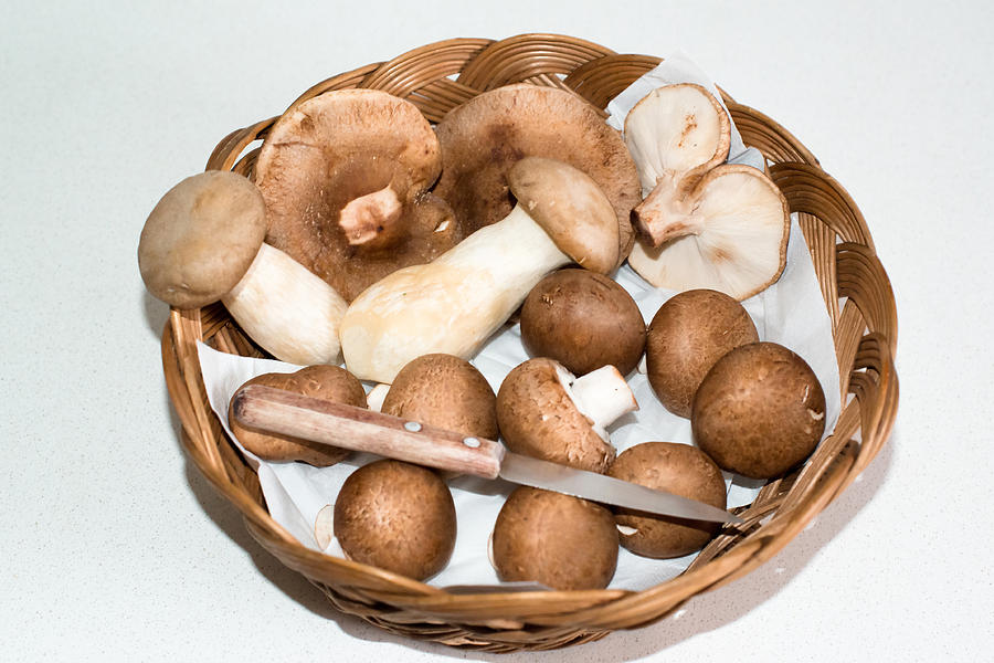 Mushroom Photograph - Collected Mushrooms by Frank Gaertner