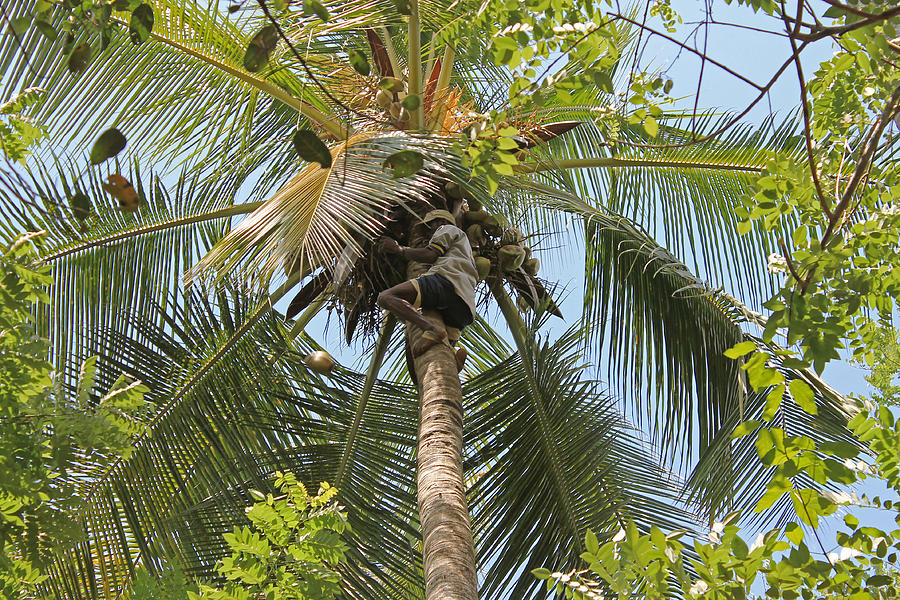 Collecting Coconuts Photograph by Tony Murtagh