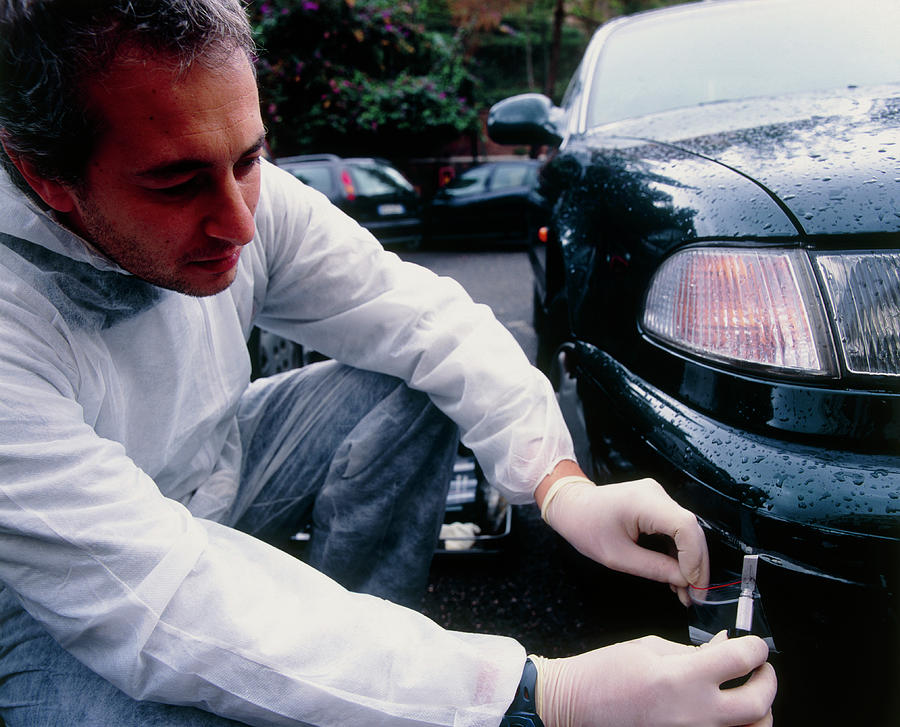 Car Photograph - Collecting Paint Evidence by Mauro Fermariello/science Photo Library