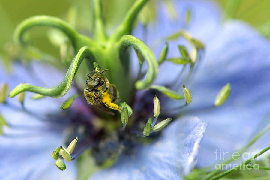 Insects Photograph - Collecting Pollen by Sharon Talson