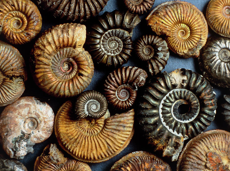 ammonite scala