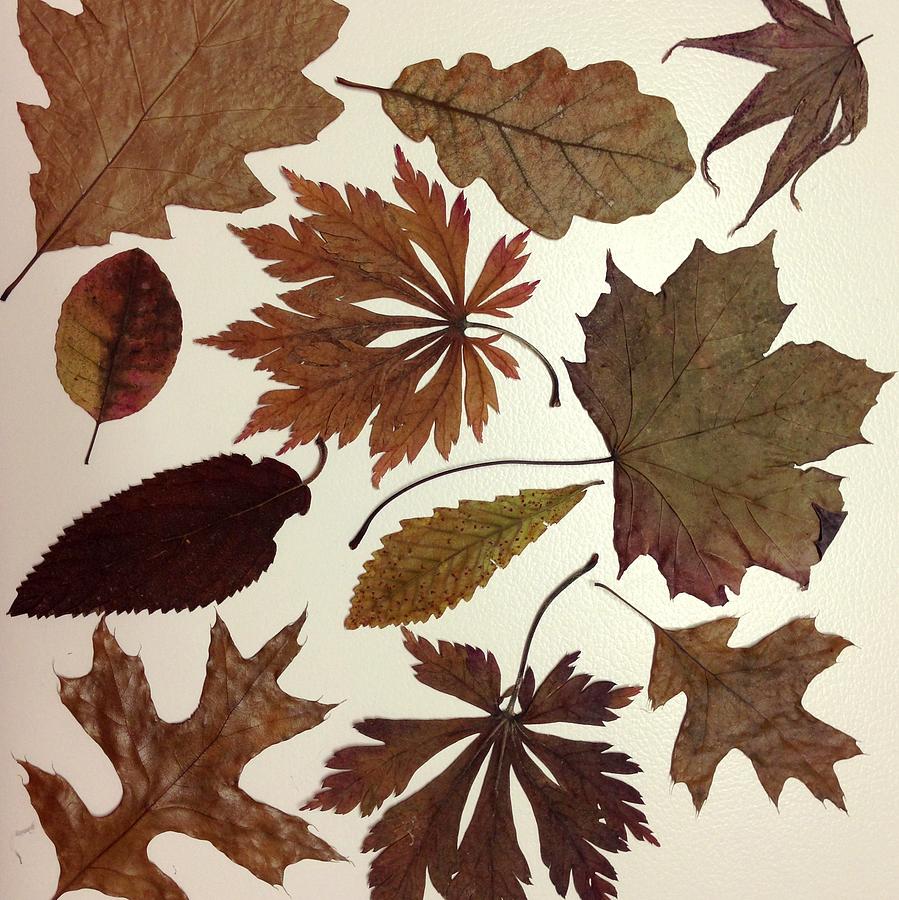 Collection Of Autumn Leaves On White Photograph by Jodie Griggs