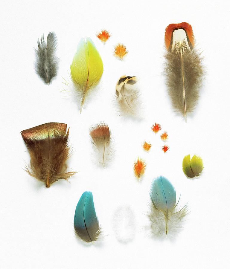 Collection Of Bird Feathers Photograph by Natural History Museum,  London/science Photo Library - Fine Art America