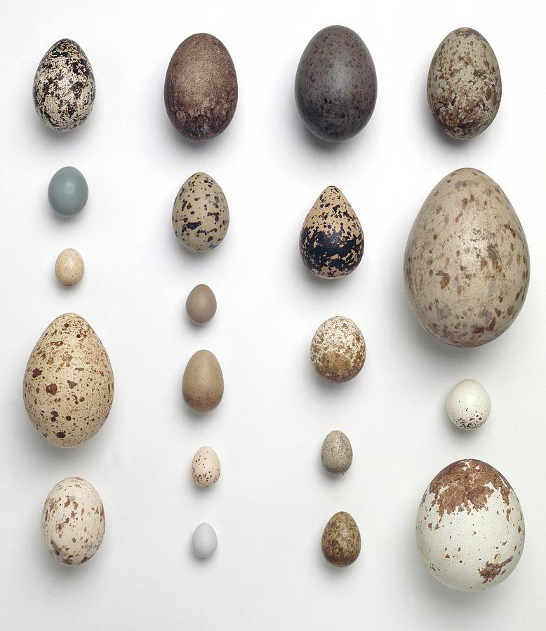 Wildlife Photograph - Collection Of Birds Eggs by Natural History Museum, London/science Photo Library