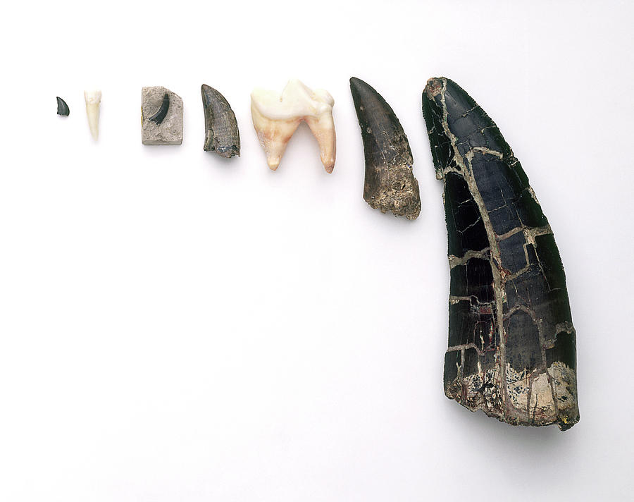 carnivore dinosaur teeth