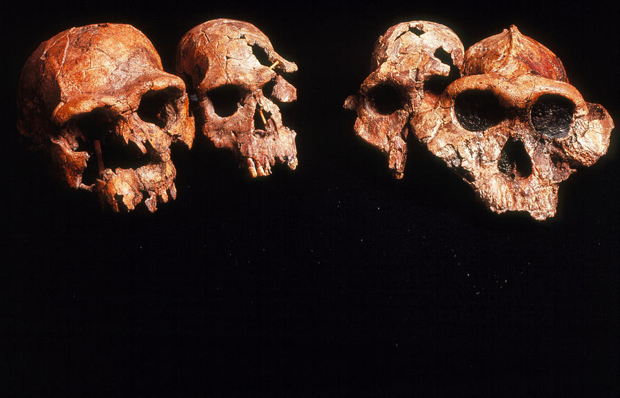 Homo Erectus Photograph - Collection Of Fossil Hominids by John Reader/science Photo Library