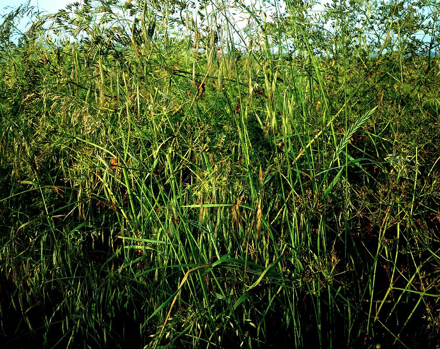 Collection Of Grasses In A Thicket Photograph by Phil Jude/science Photo Library
