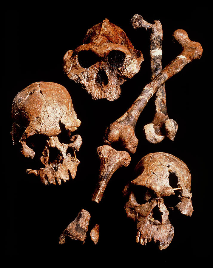 Collection Of Hominid Fossil Skulls Photograph by John Reader/science Photo Library