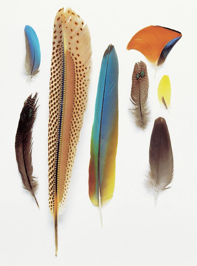 Pigeon Photograph - Collection Of Pigeon Feathers by Natural History Museum, London/science Photo Library