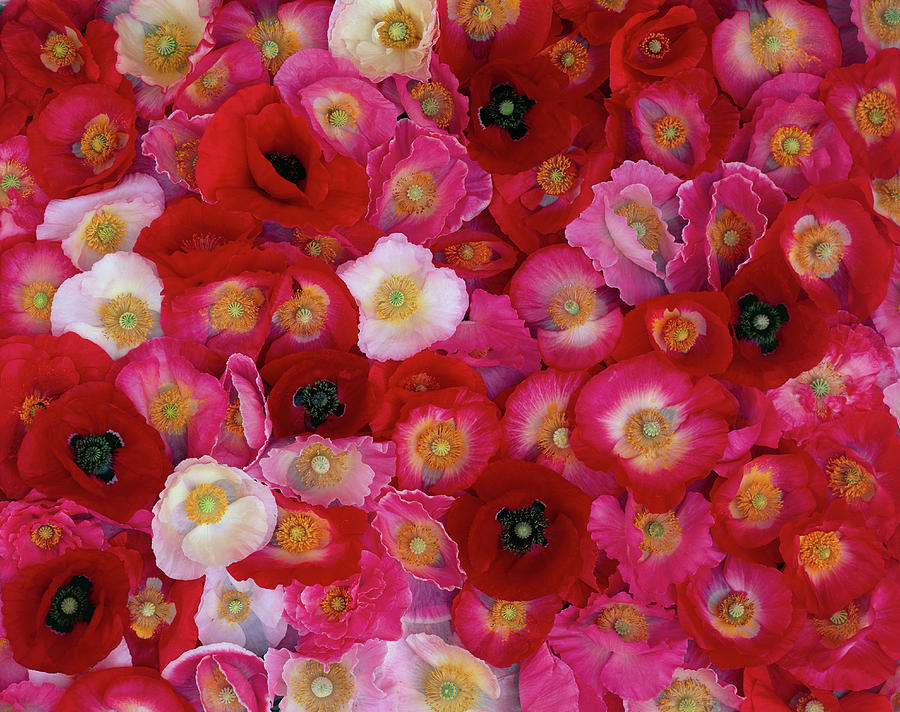 Collection Of Poppy Flowers Photograph by David Nunuk/science Photo Library