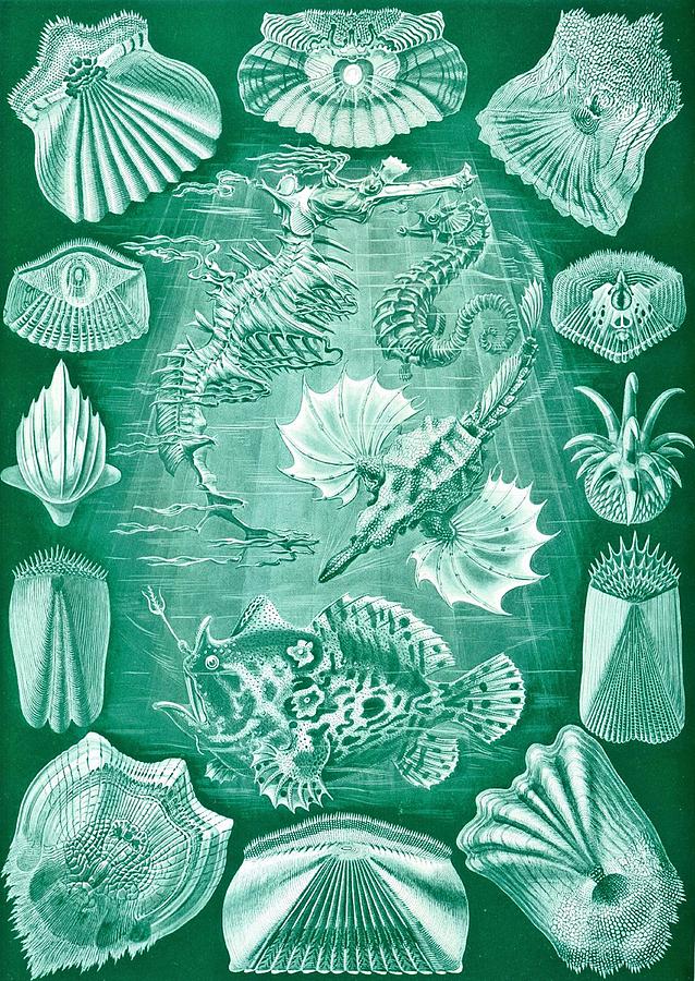 Ernst Haeckel Drawing - Collection Of Teleostei by Ernst Haeckel