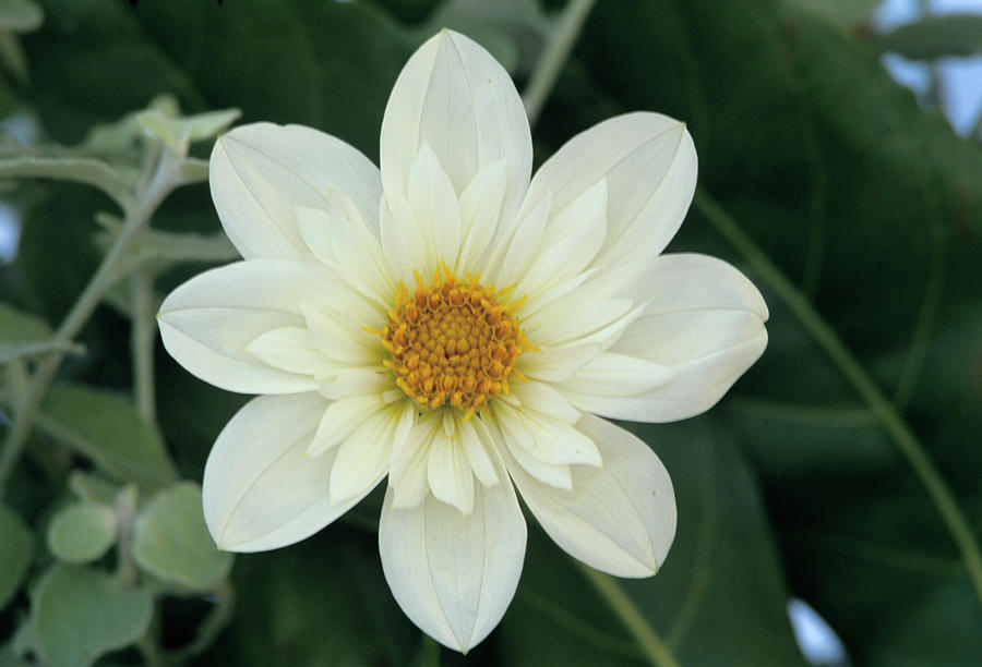 Nature Photograph - Collerette Dahlia by Archie Young/science Photo Library