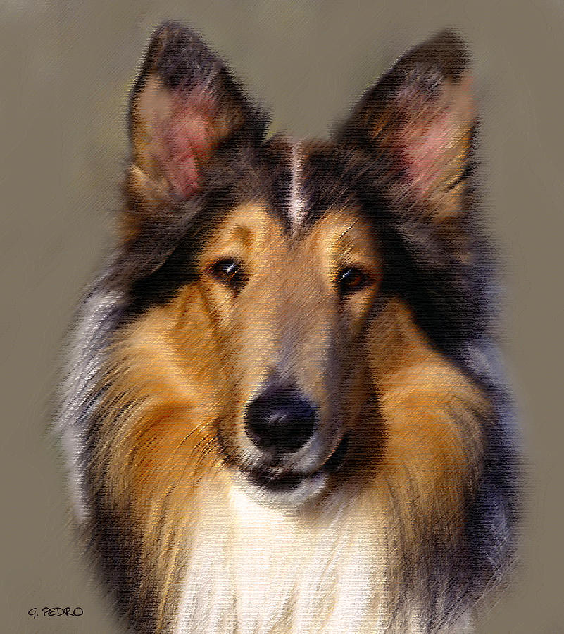 Collie in Pastel Painting by George Pedro