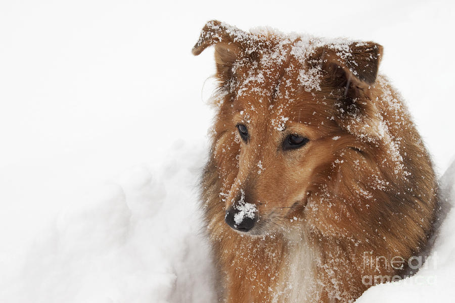 Collie in the Snow Photograph by Jeannette Hunt