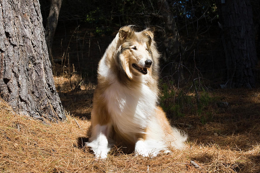 Dog Photograph - Collie Sitting In The Sun Under A Pine by Zandria Muench Beraldo