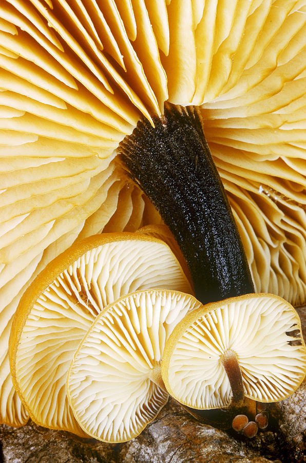 Collybia Mushroom Photograph by Paul Zahl