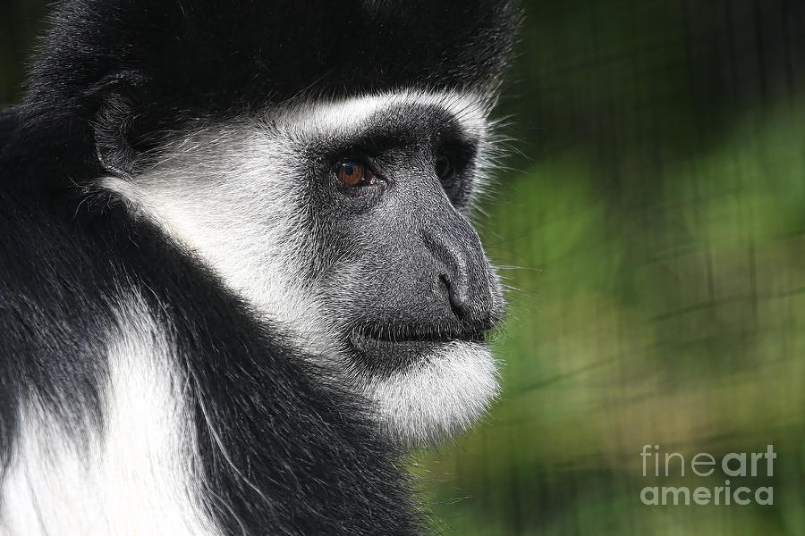 Colobus in Thought Photograph by Jayne Carney