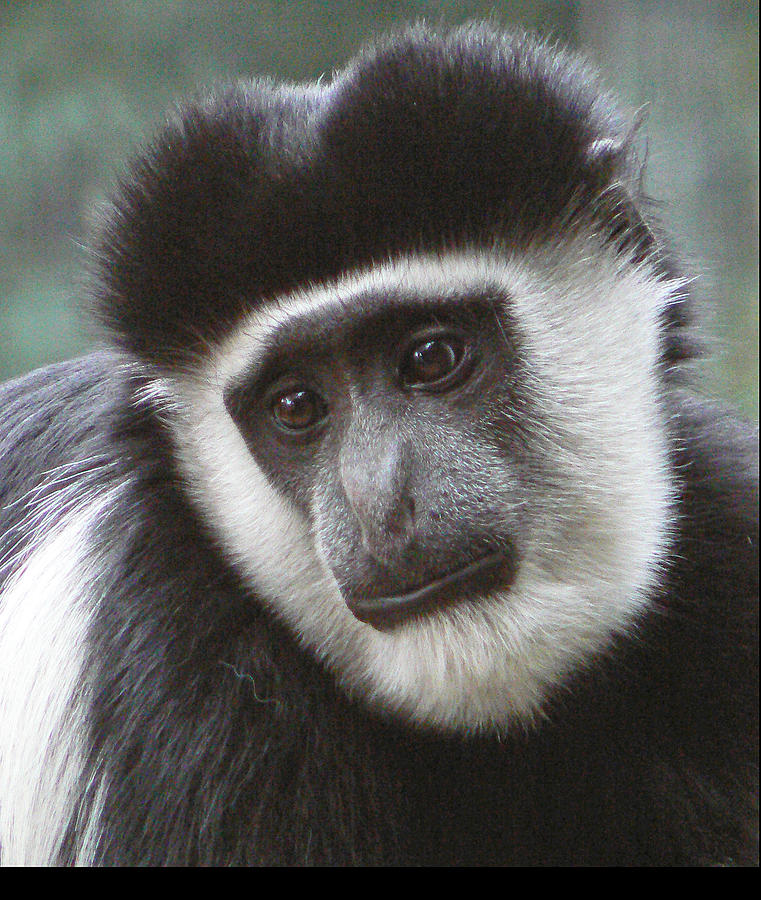Colobus Monkey 2 Photograph by Margaret Saheed