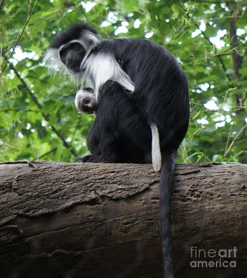 Colobus Monkey and Baby Photograph by Lilliana Mendez