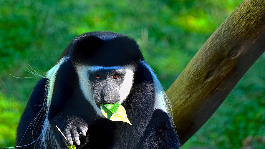 Animal Photograph - Colobus monkey eating leafs by Berkehaus Photography