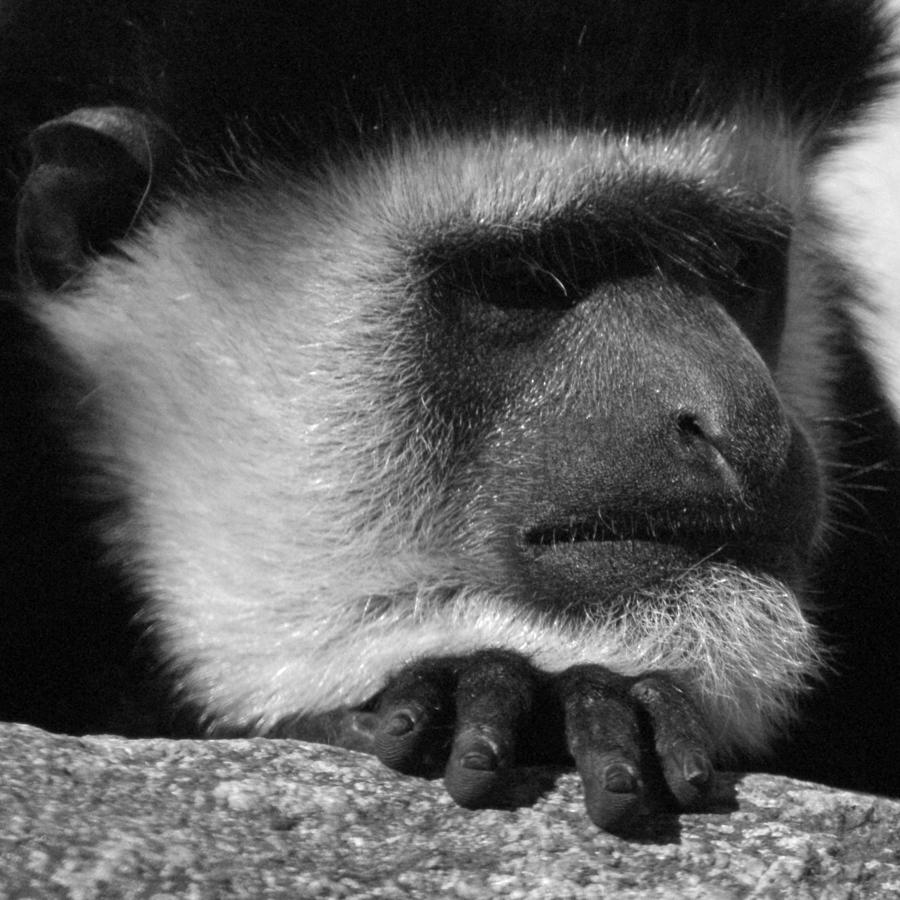 Colobus Monkey Photograph by Ernest Echols