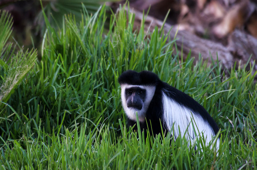 Colobus Monkey Photograph by Mark Newman