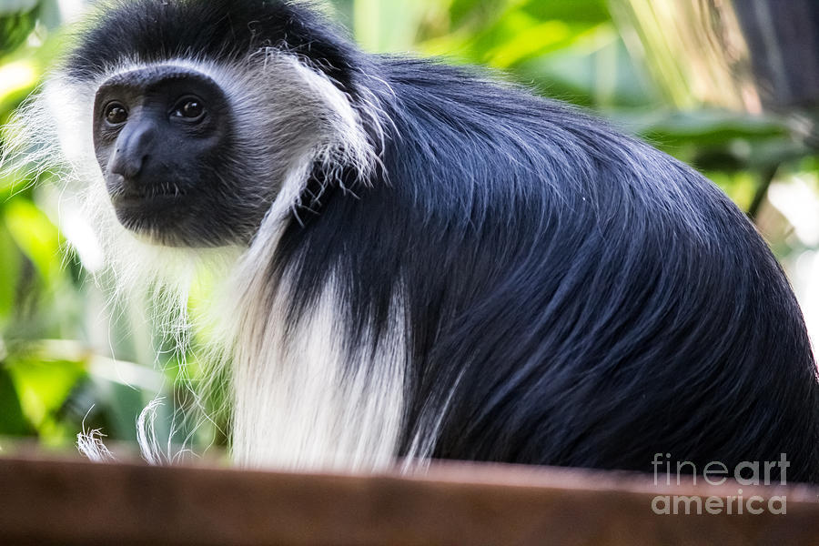 Colobus Monkey Photograph by Suzanne Luft