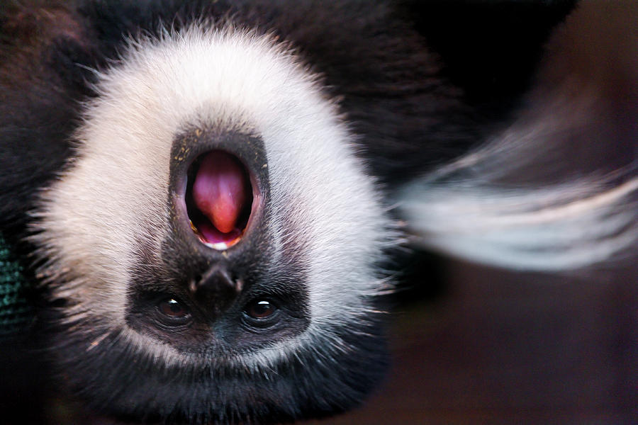 Colobus Monkey Upside Down Photograph by Picture By Tambako The Jaguar