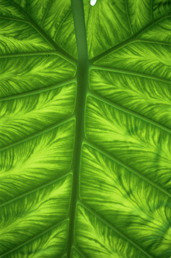 Colocasia Indica Leaf Photograph by Steve Taylor/science Photo Library ...