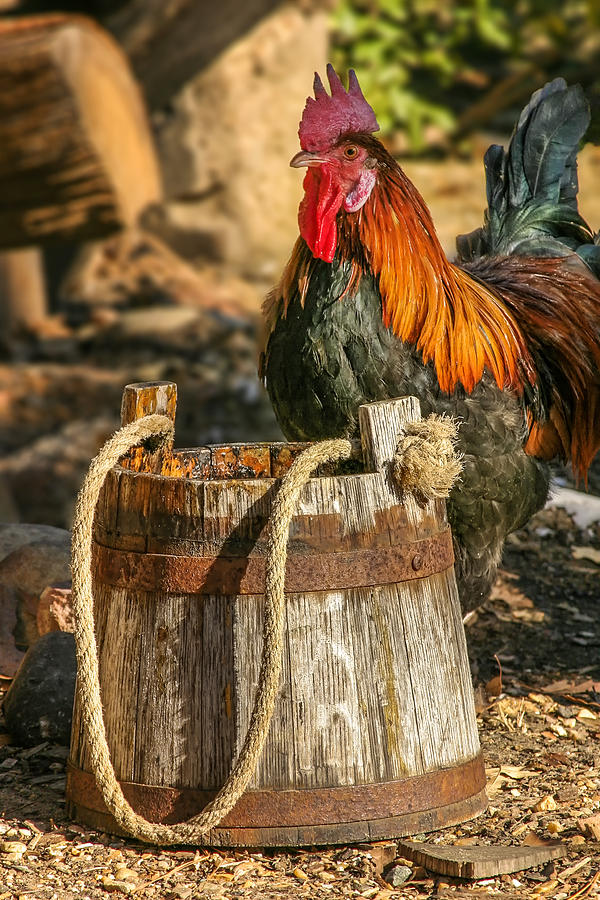Rooster Photograph - Coloful Rooster 2 by Mary Almond