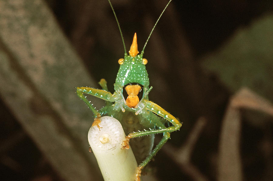 Colombian Cone-headed Grasshopper Photograph by D & L Klein