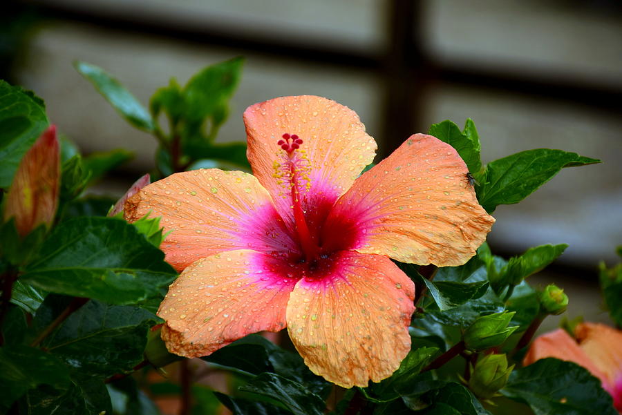 Colombian Flower Photograph by HQ Photo - Fine Art America