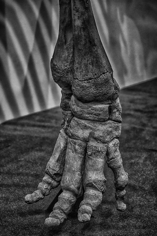 Colombian Mammoth Foot Photograph By Lynn Palmer Fine Art America