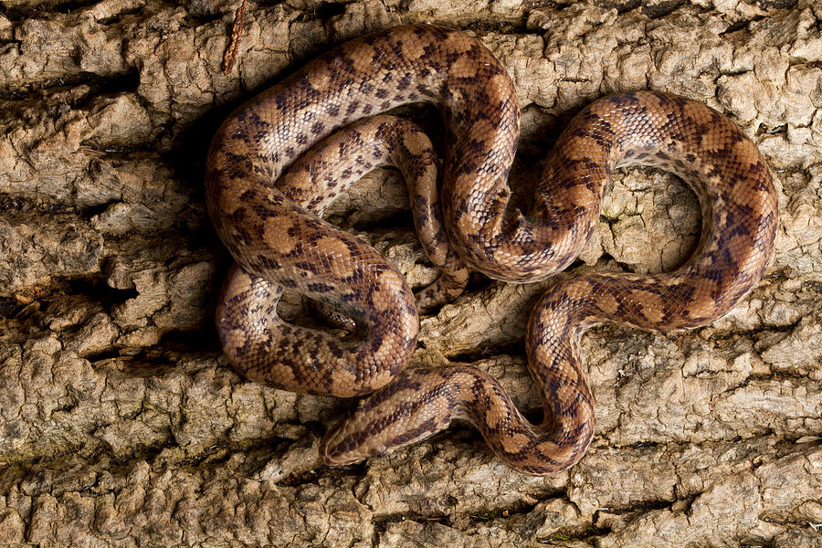 Colombian Rainbow Boa On Tree Bark Photograph by David Kenny - Fine Art ...