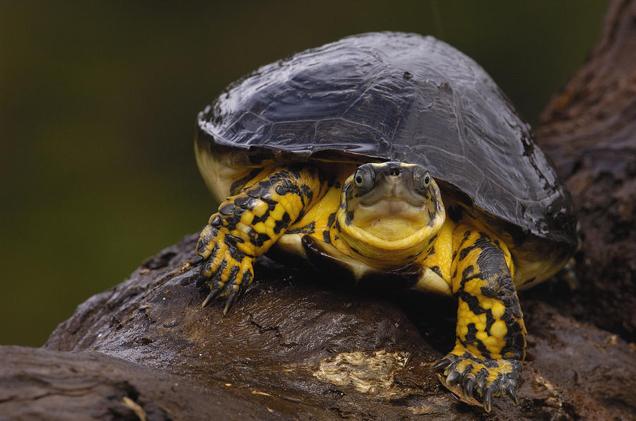 Animal Photograph - Colombian Wood Turtle Amazon Ecuador by Pete Oxford