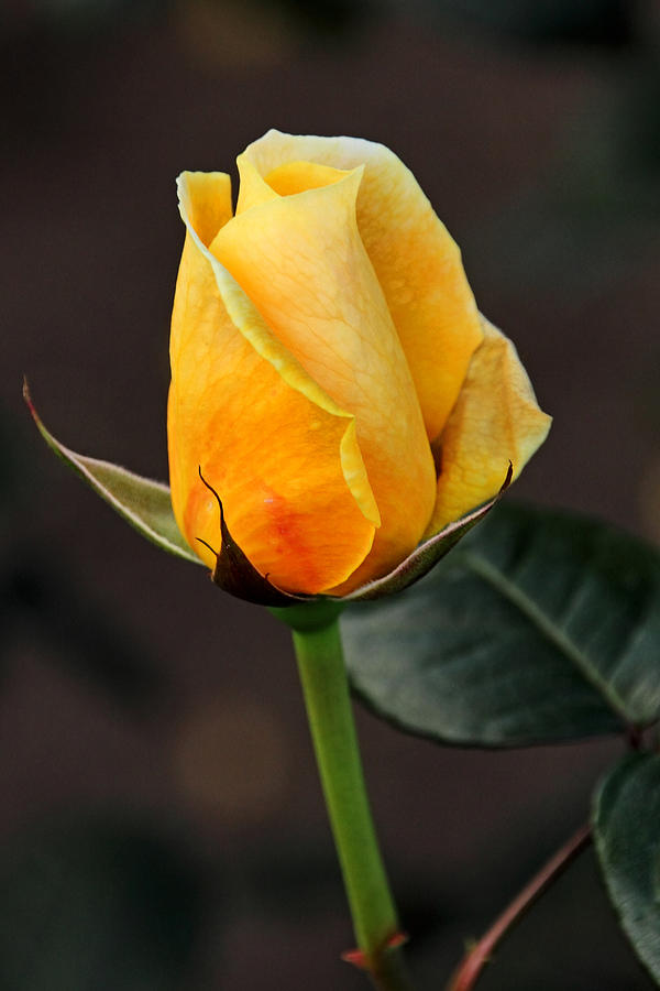 Colombian Yellow Rose Photograph by Theo O Connor