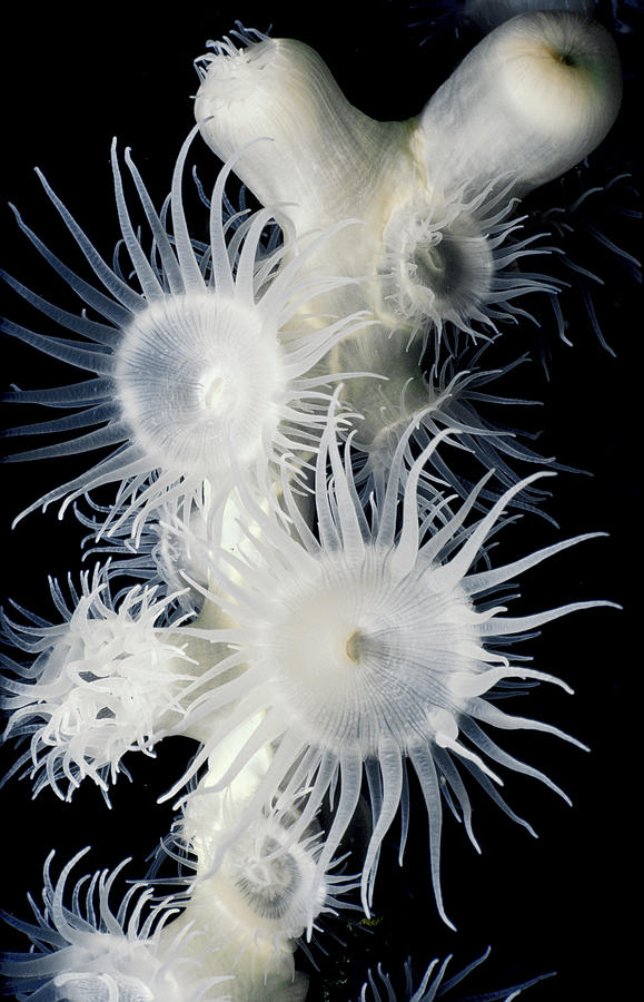 Colonial Anemones Feeding At Night Photograph by Jeff Rotman
