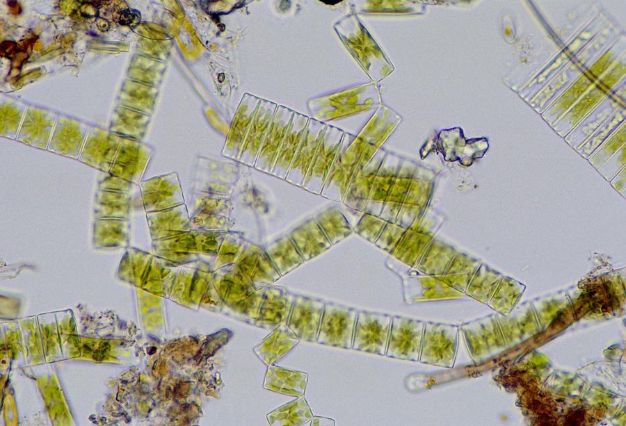 freshwater diatoms identification