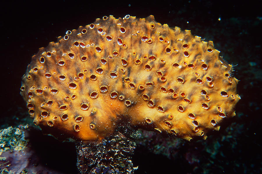 Colonial Sea Squirt Photograph by Newman & Flowers