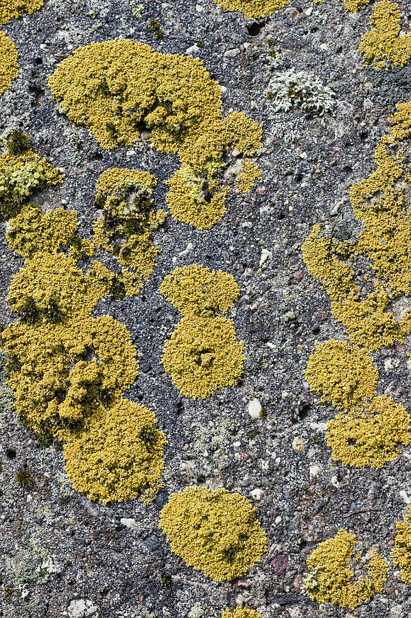 Colonies Of A Yellow Lichen Photograph