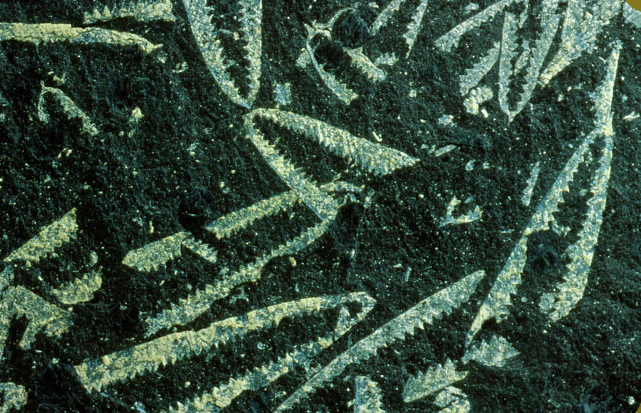Colonies Of White Fossil Graptolites Photograph by Martin Land/science Photo Library