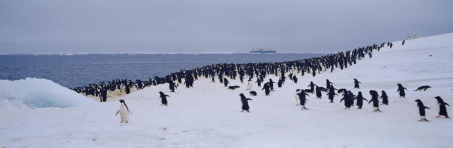 Horizontal Photograph - Colony Of Adelie Penguins Pygoscelis by Animal Images Horizontal Photograph - Colony Of Adelie Penguins Pygoscelis by Animal Images