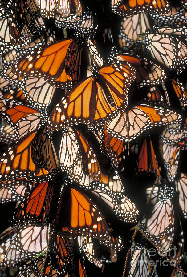 Colony Of Monarch Butterflies Photograph by Gregory G. Dimijian