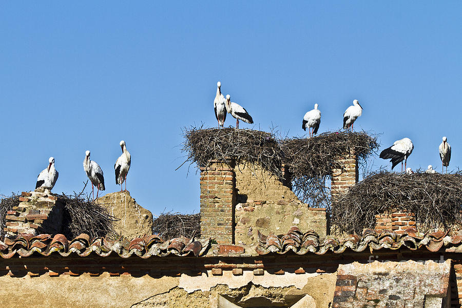 Colony of Storks Nesting Photograph by Heiko Koehrer-Wagner