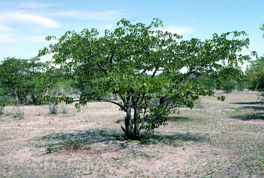 Colophospermum Mopane. Photograph by Alison Warner/science Photo ...