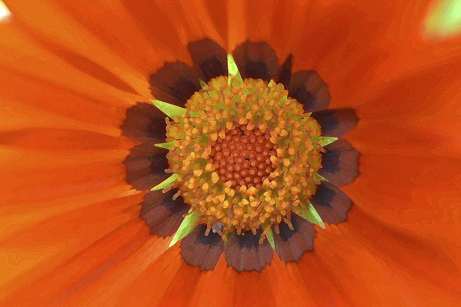 Flower Photograph - Color 120 by Pamela Cooper
