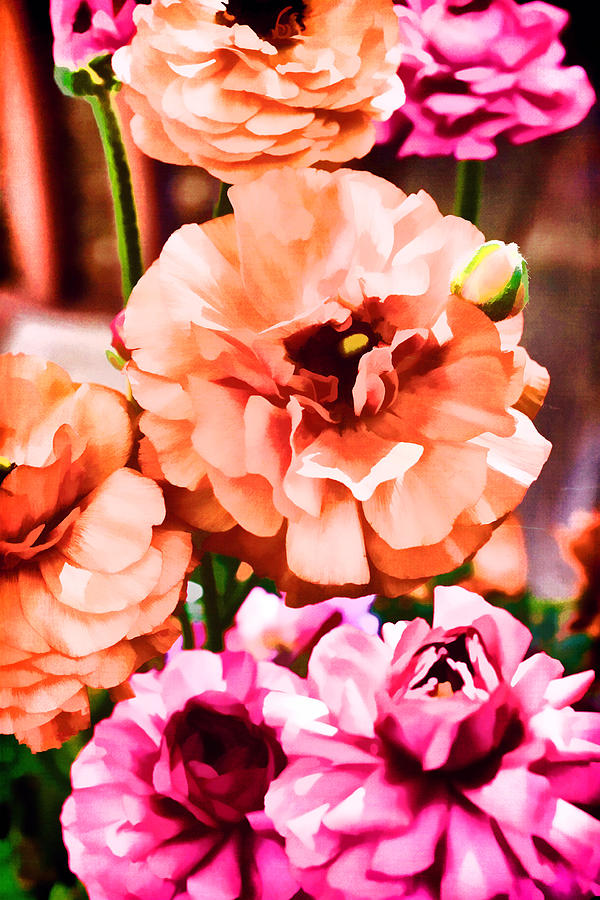 Flower Photograph - Color 145 by Pamela Cooper