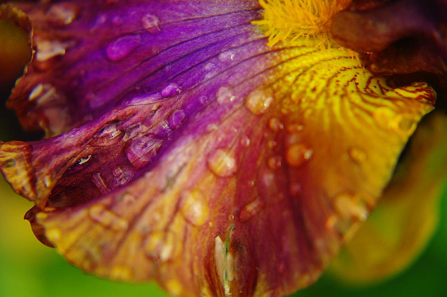 Iris Photograph - Color And Droplets by Jeff Swan