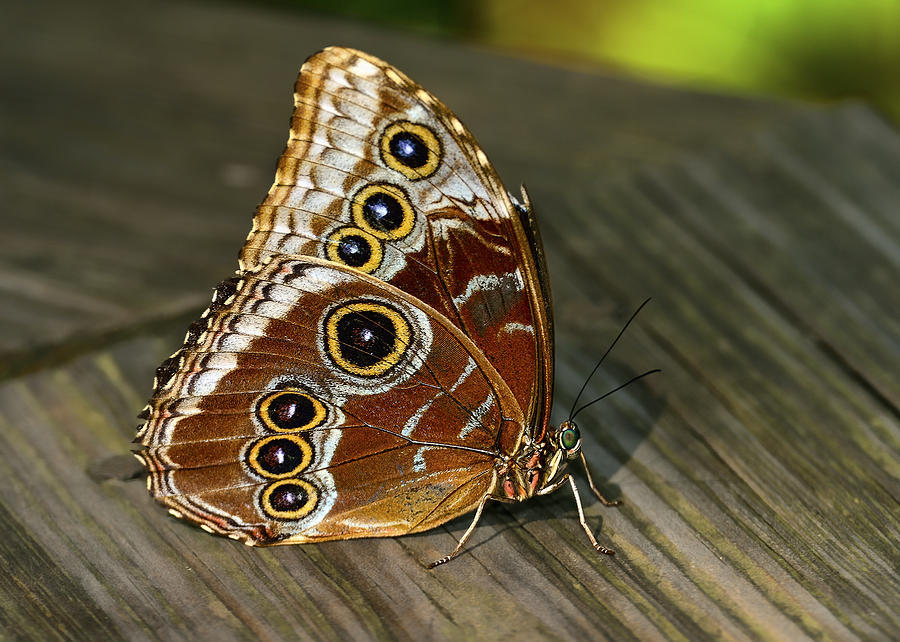 Color and Pattern of a Blue Morpho Photograph by Bill Dodsworth